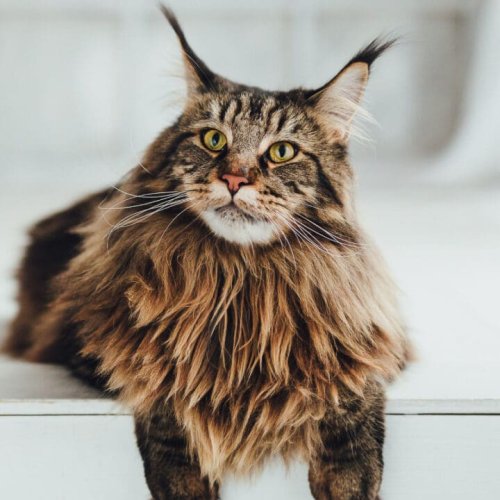 13-best-male-cat-names-you-ll-love-flipboard