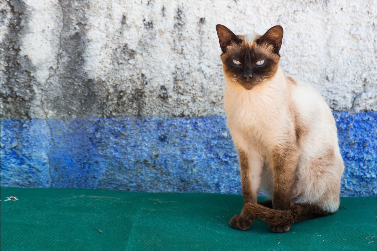 13 Most Popular Siamese Cat Colors