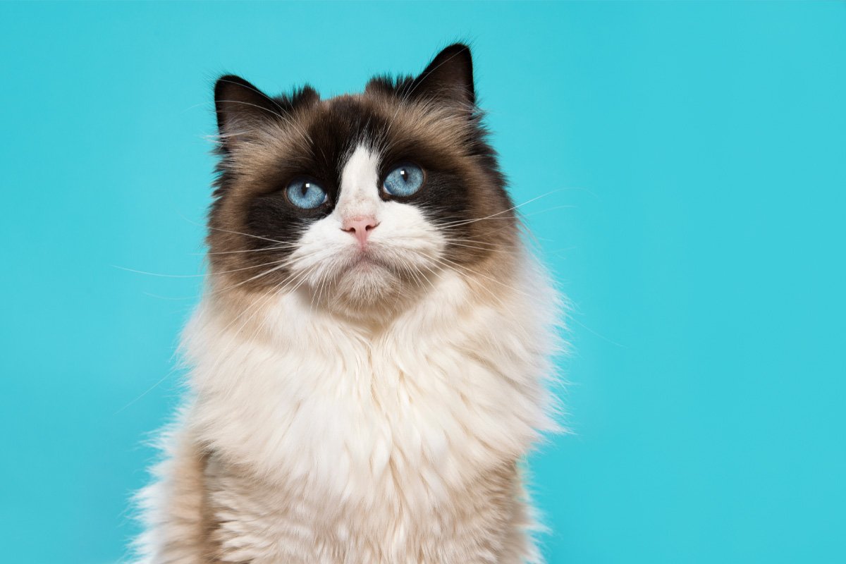 13 Types of Ragdoll Cat Colors and Coat Patterns You’ll Love