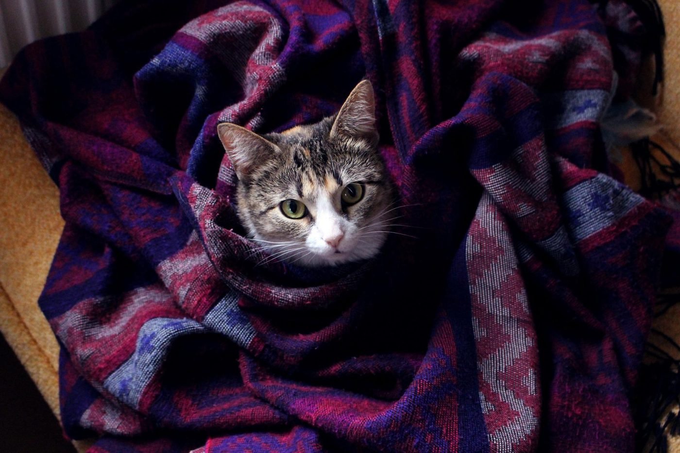 Why Do Cats Knead and Bite Blankets? (2022) 5 Reasons