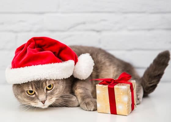 What do you get your Cat for Christmas?