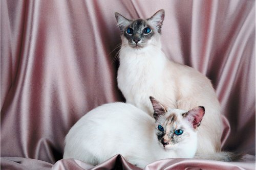 Do Siamese Cats Fur Change Color? (2023) | Everything You Need To Know About the Furry Coat of Your Siamese Cat