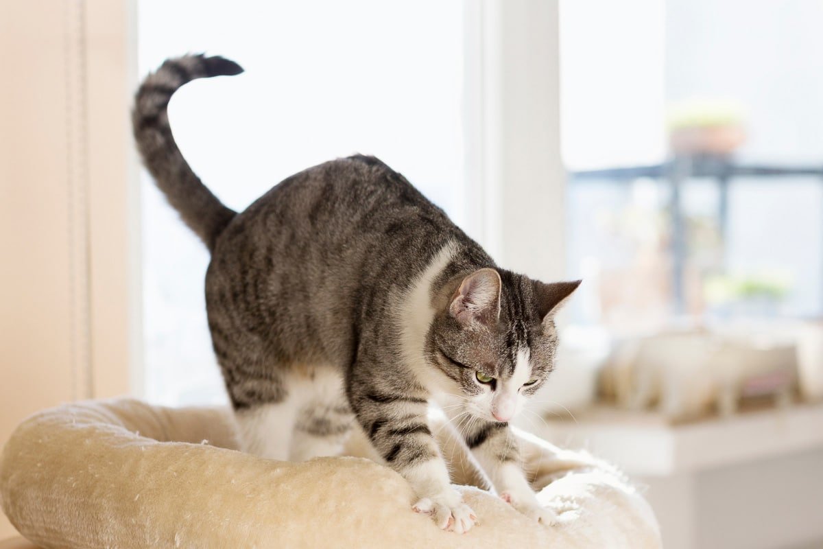 Why do Cats Knead Their Owners?