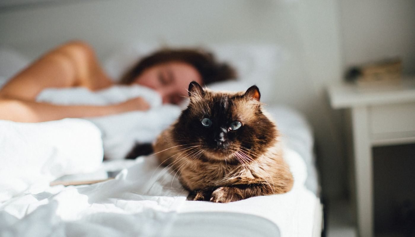 Do Cats Really Protect You While You Sleep? The Truth Will Amaze You