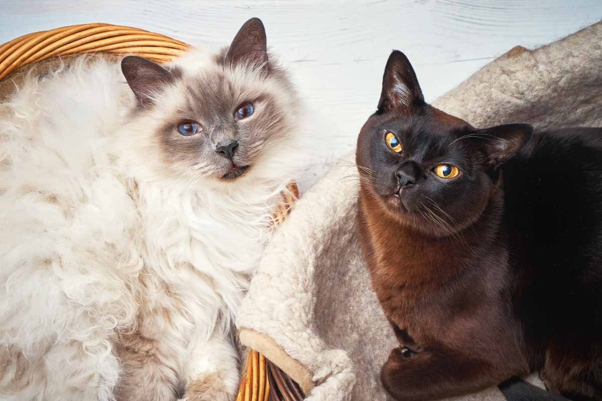 17 Cat Breeds That Don’t Shed or Shed Less