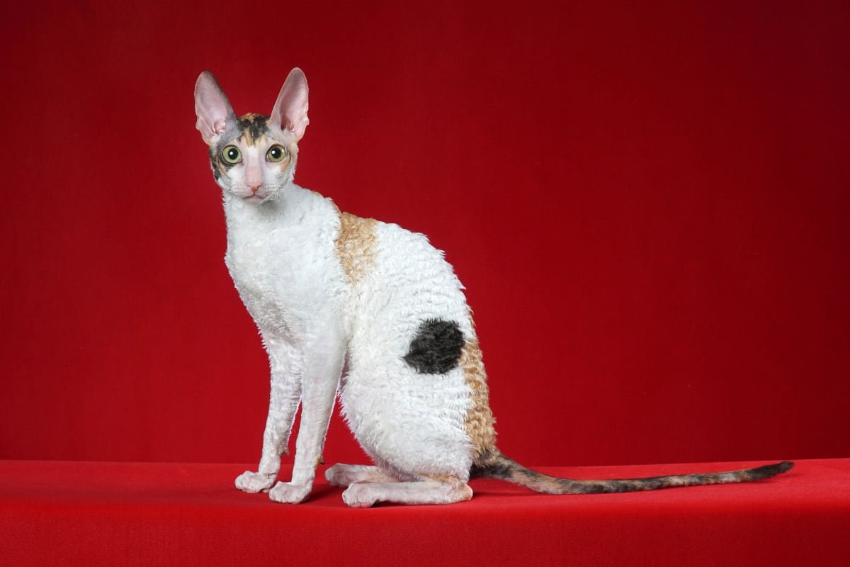15 Beautiful Big Ear Cat Breeds that you'll Love