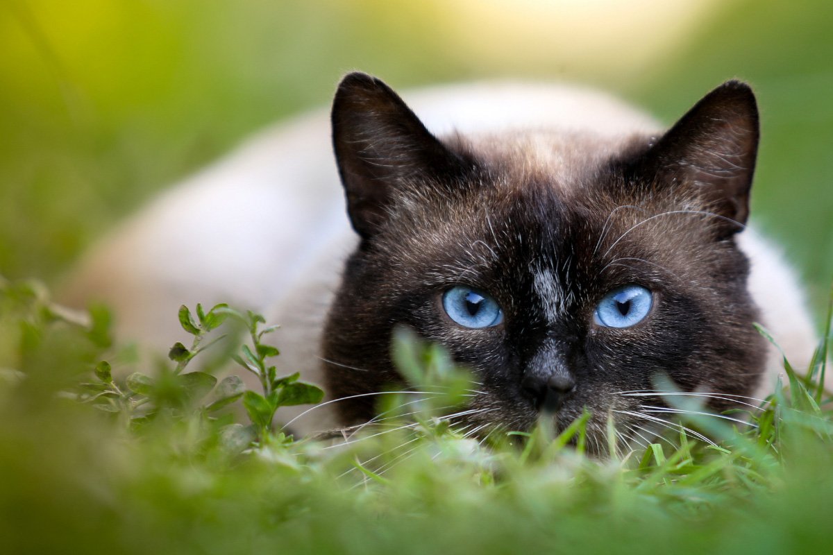 Ultimate Guide to Siamese Cats