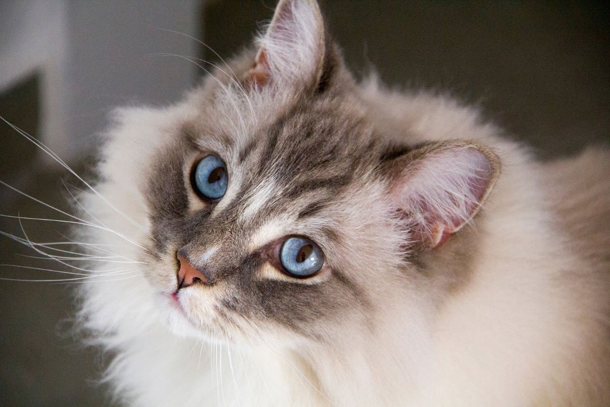 Ragdoll Cat Personality: 12 Characteristics That Make Them Even Cuter