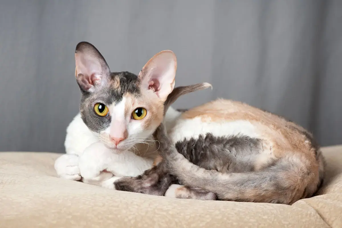 22 of the World's Rarest Cat Breeds 
