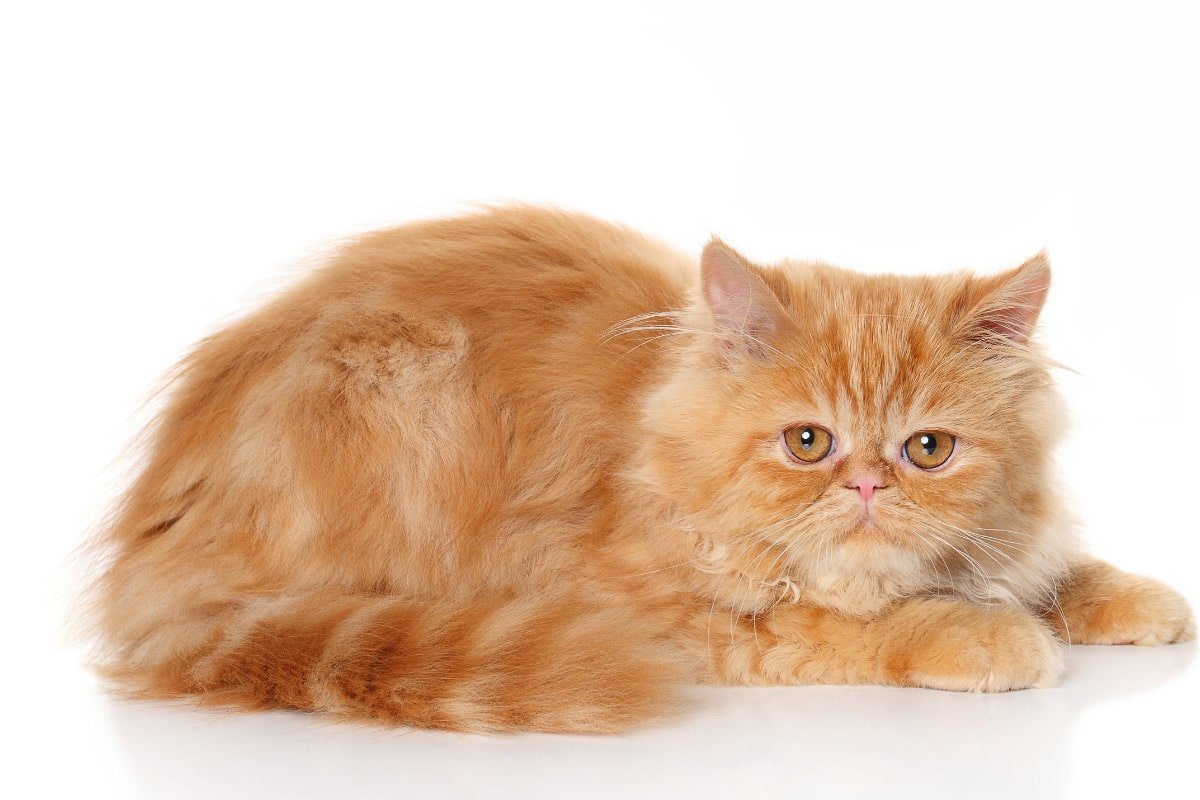 8 Garfield Cat Breeds that love Lasagna