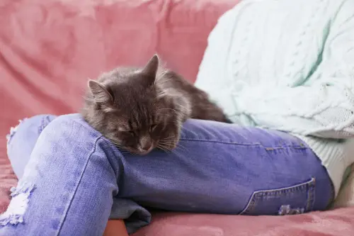 Why Does Your Cat Like to  Sleep on Your Legs?