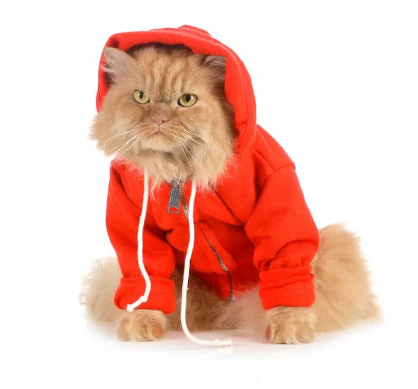 Clothing for Cats: How to find out if your Cat will enjoy dressing up