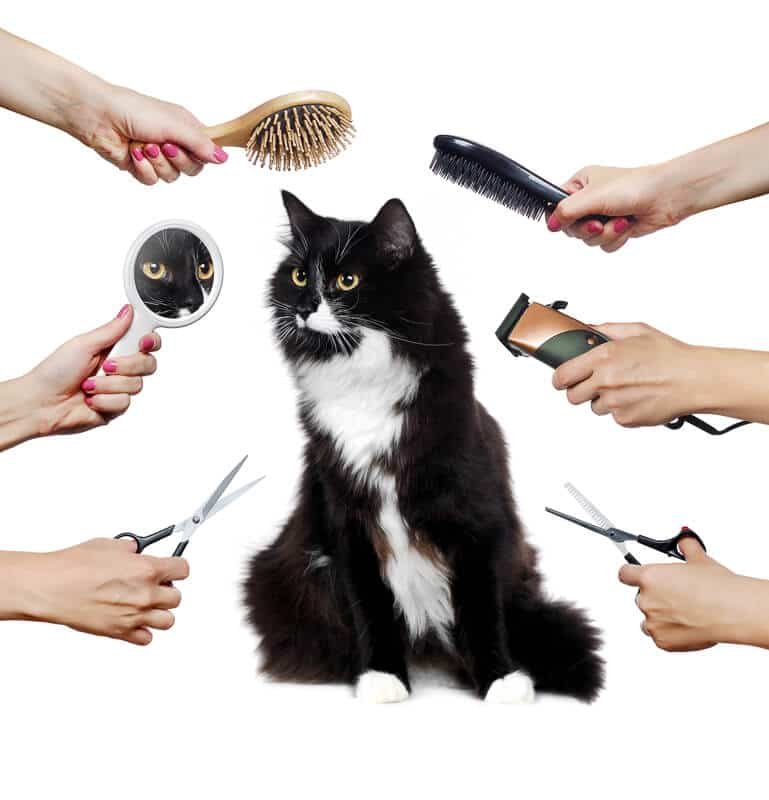 How to Groom a Cat