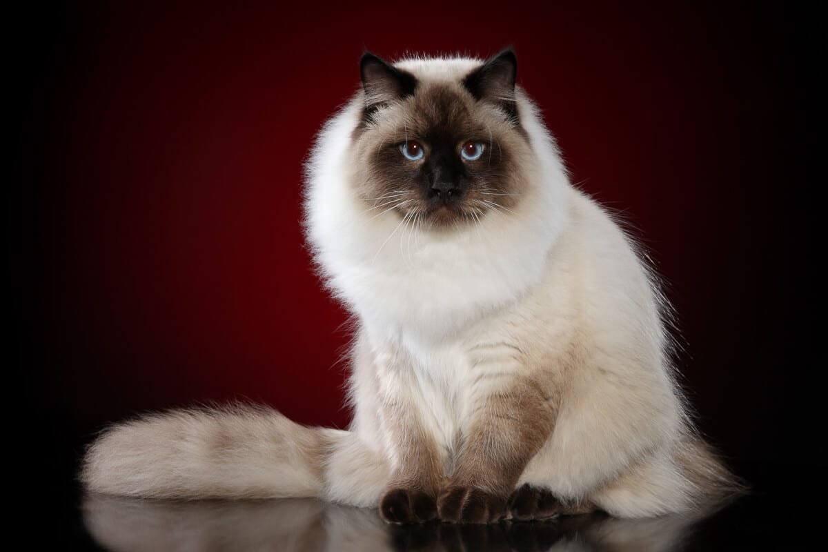 Siberian Cat Personality Profile (2022) I 11 Adorable Traits