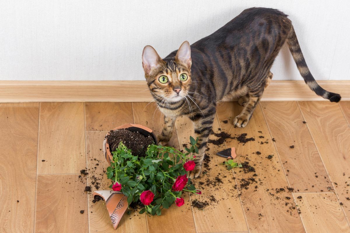 How to Keep Cats Away From Plants | 8 Tips to Keep Houseplants Safe