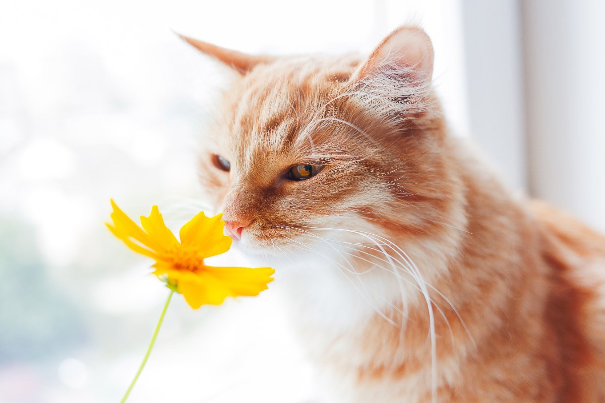 What Smells do Cats Hate: 13 You Must Avoid