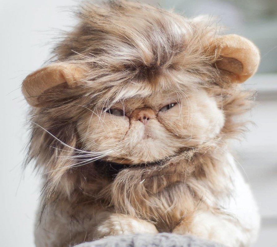 10 Flat Faced Cat Breeds You'll Want to Snuggle