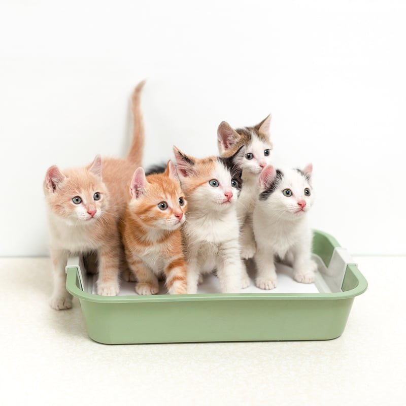 Ultimate Guide to the Best Cat Litter for your favourite feline (2022)
