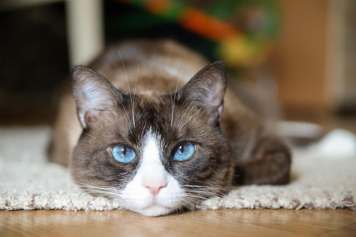 11 Blue Eyed Cat Breeds You Won't Be Able to Resist