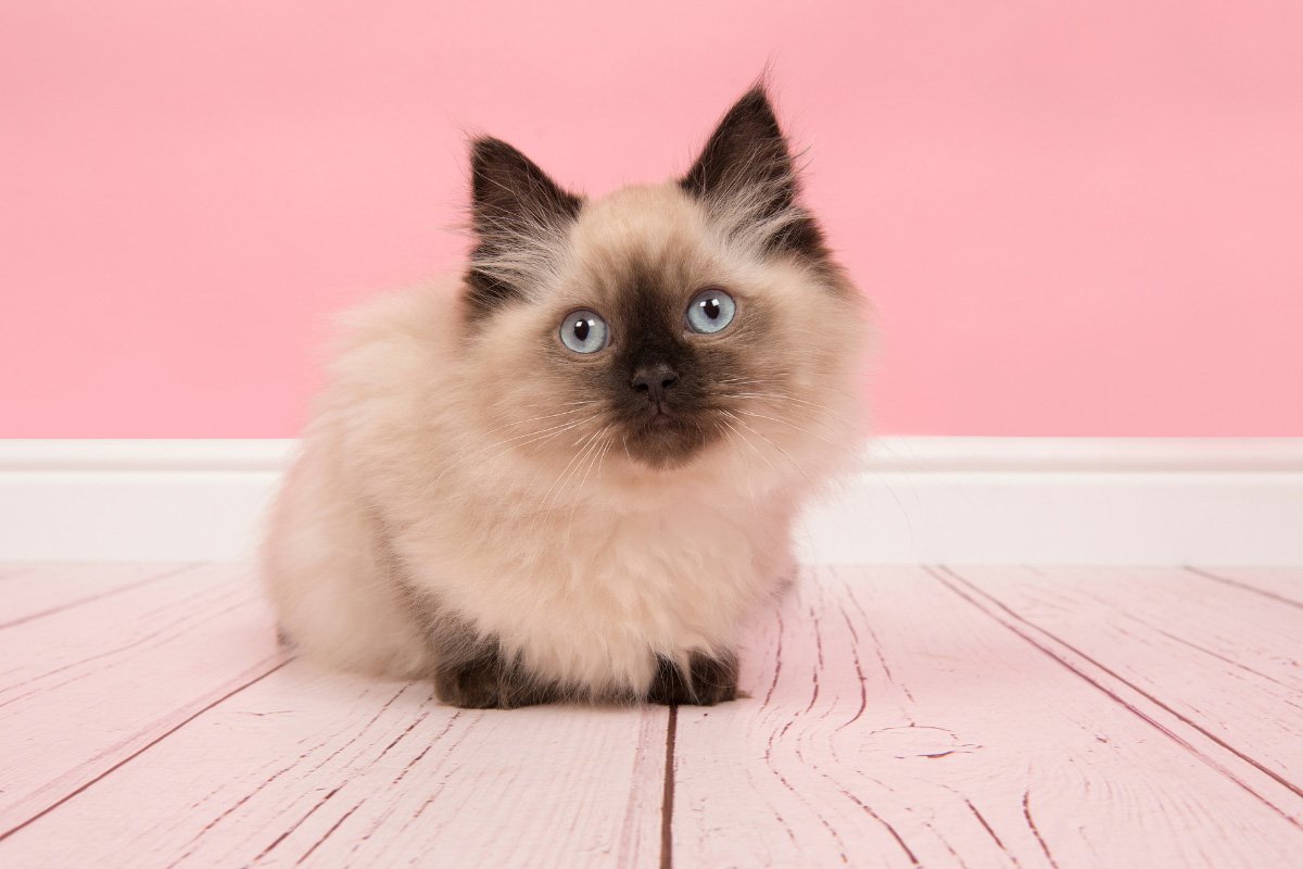 Seal Point Ragdoll Cats: 12 Things That Make Them Even Cuter