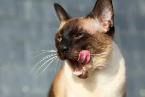 Everything Owners Need to Know about Siamese Cats
