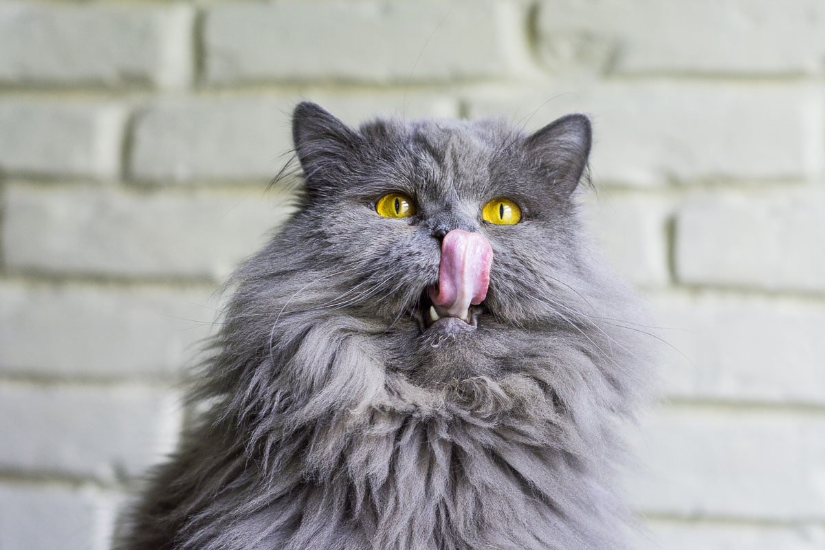 Why Does my Cat Lick my Nose? And more cat behaviour Explained