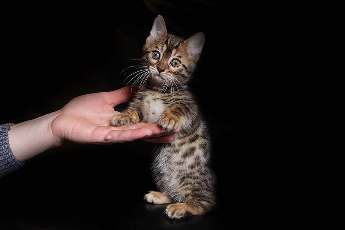 Genetta Cat: 10 Things to Know About the Munchkin Bengal Mix