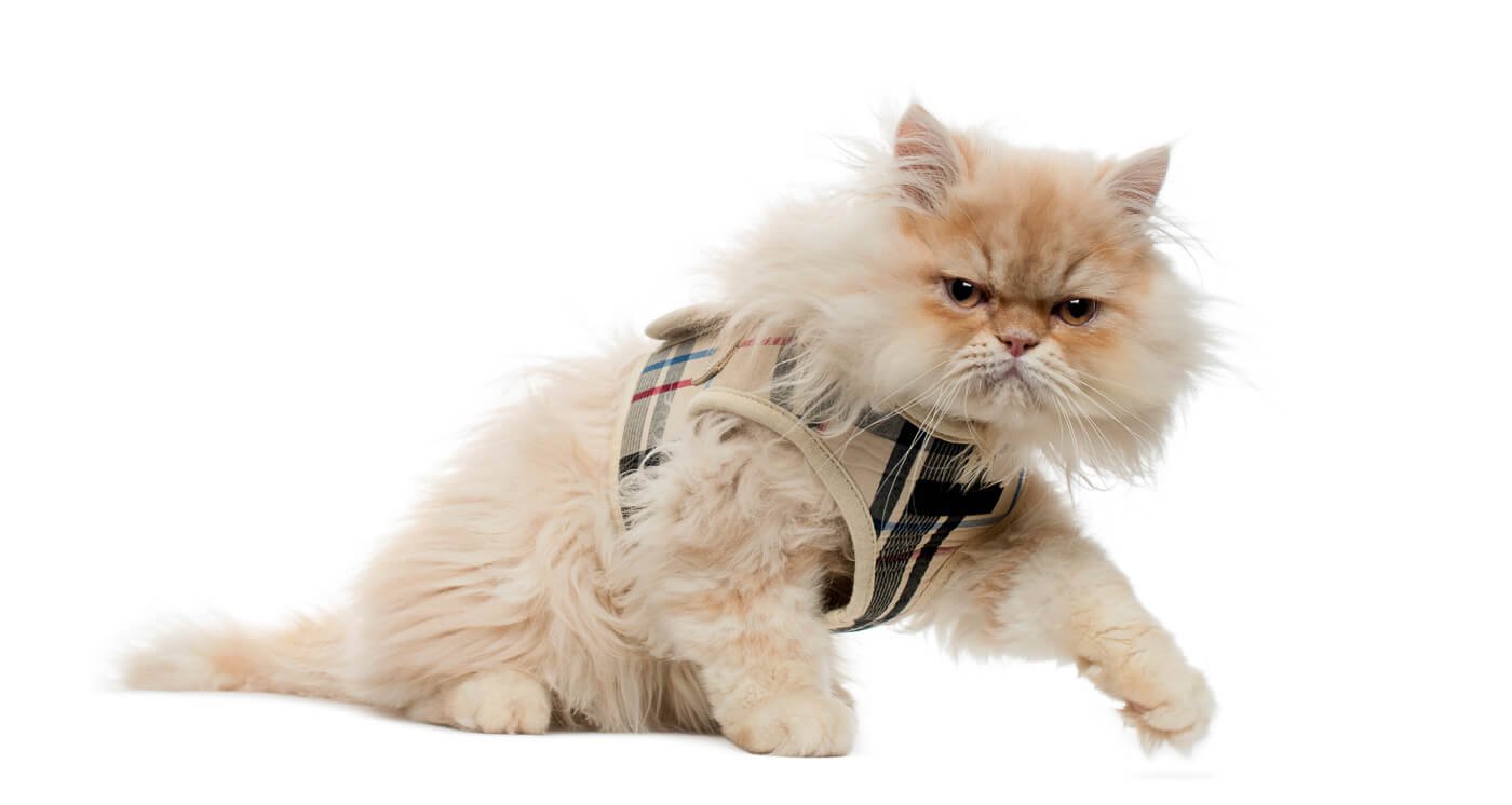 7 Best Escape Proof Cat Harness Options Your Cat Can't Overcome 2022