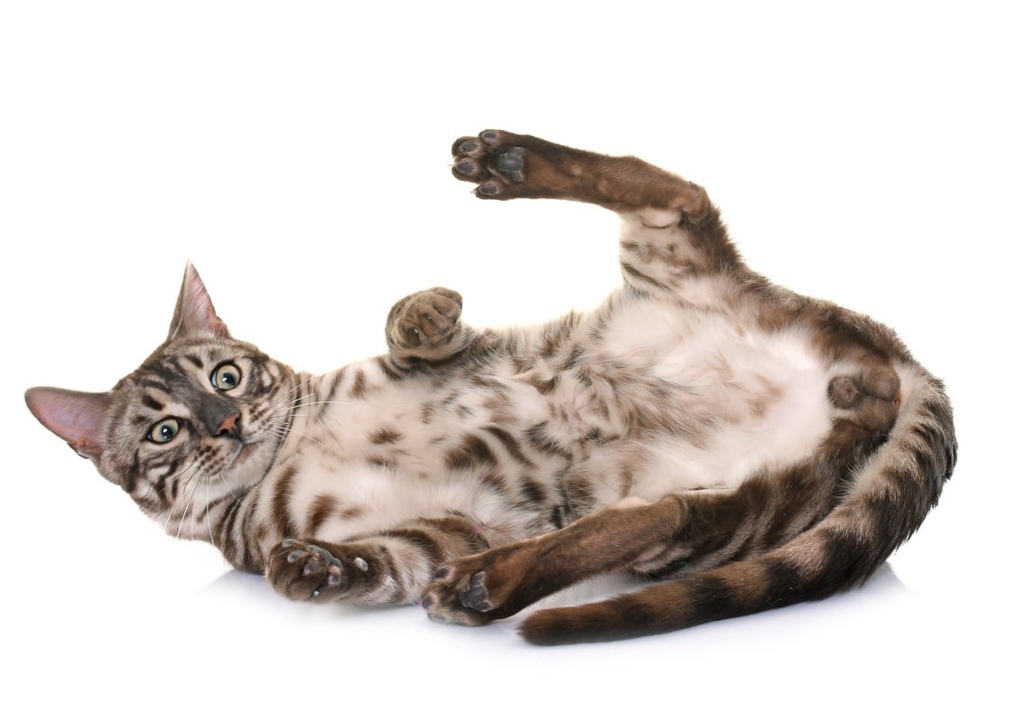 7 BEST WAYS TO SHOW YOUR CAT HOW MUCH YOU LOVE IT Flipboard