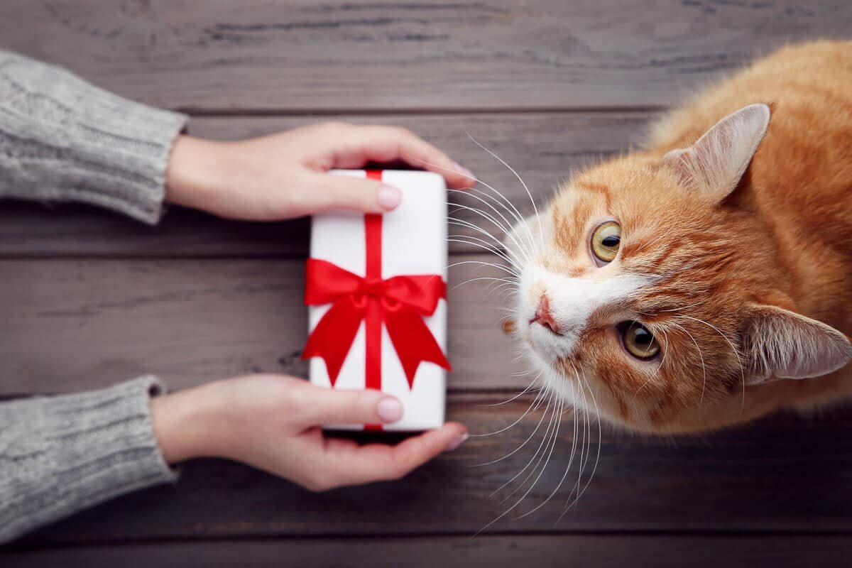 Ultimate Guide to Gifts for Cats to Delight your Feline