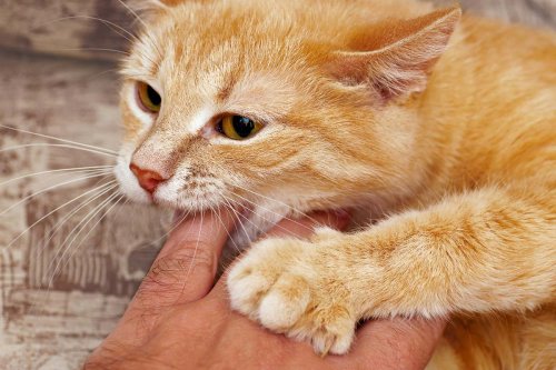 How To Train A Cat Not To Bite 6 Things You Need To Know Flipboard