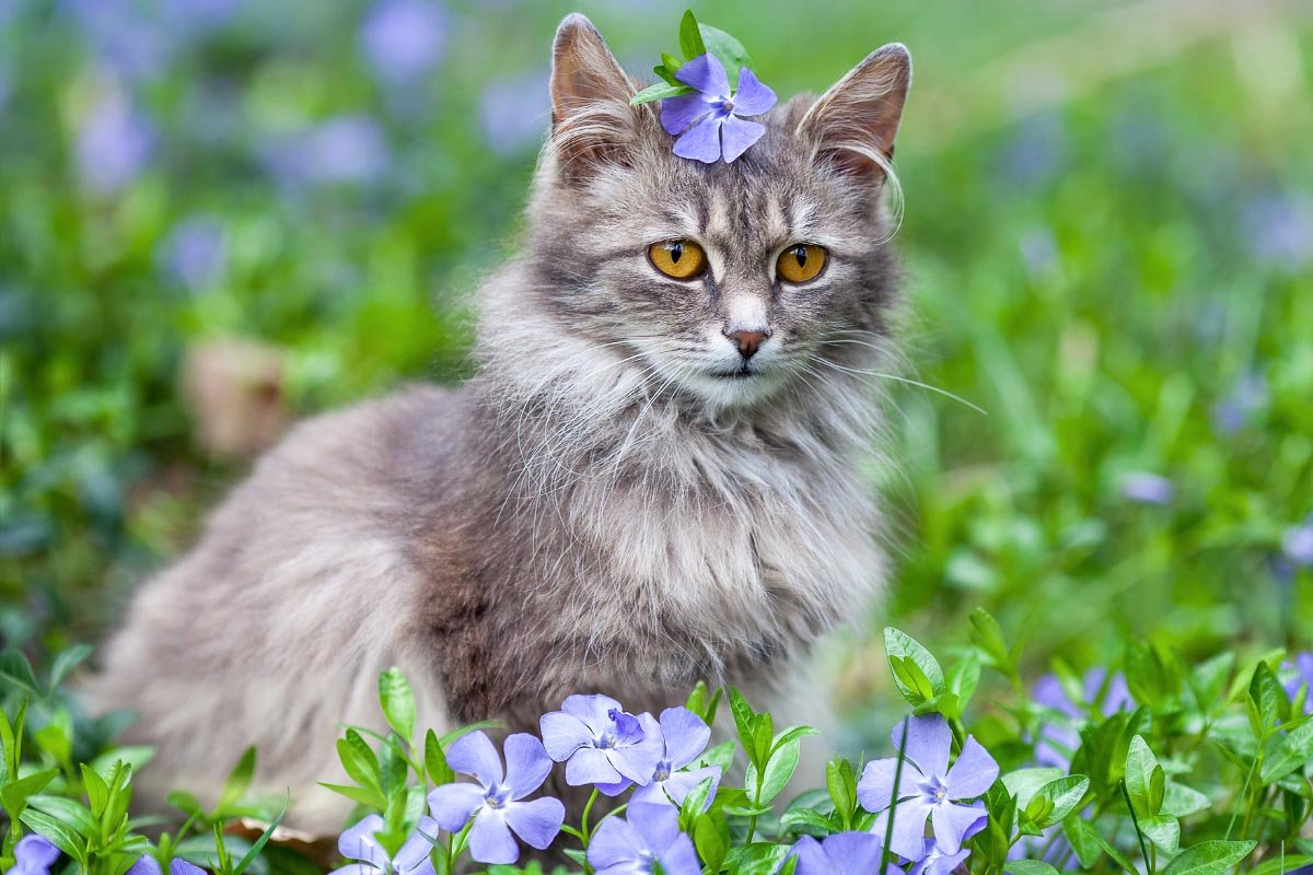 9 Gorgeous Grey Cat Breeds