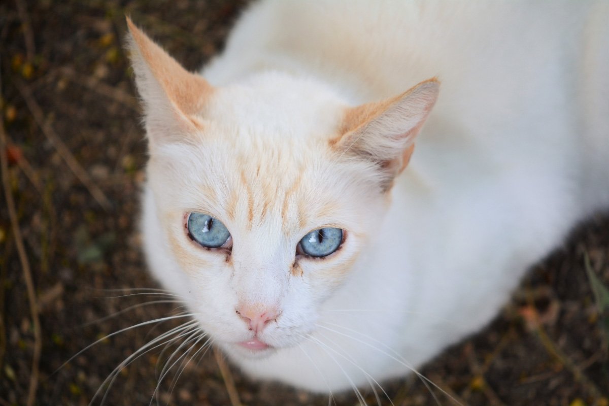 Flame Point Siamese | 11 Things to Know About this Fiery Feline