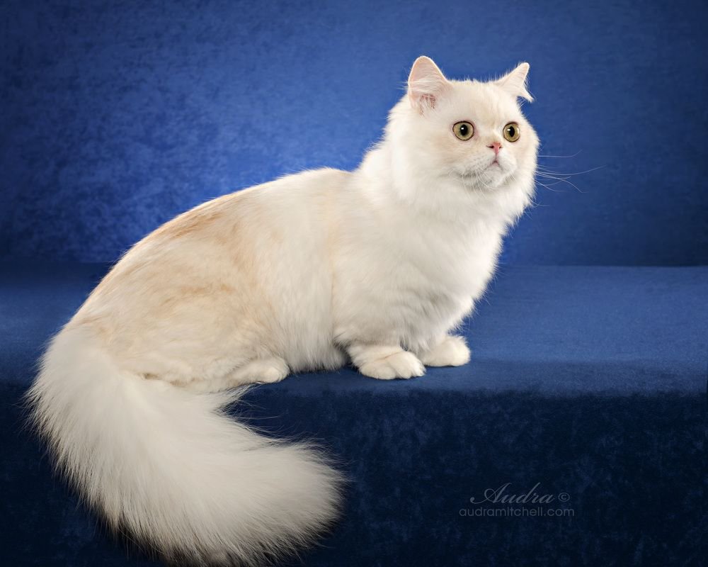 Napoleon Cat: 13 Things You Need to Know About This Adorable Feline