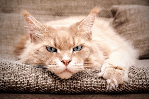 Can Cats Get Depressed 9 Things All Cat Owners Should Know Flipboard