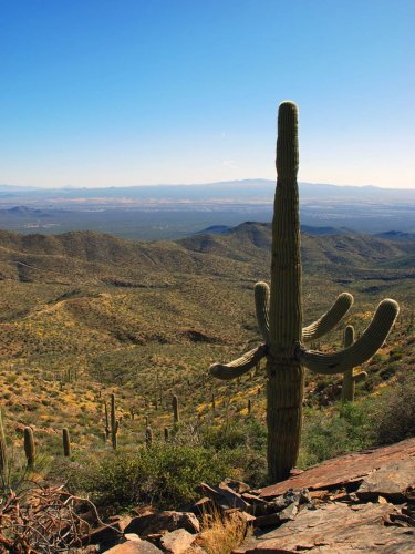 Incredible Saguaro National Park Hikes: Trails to Help You Discover Saguaro