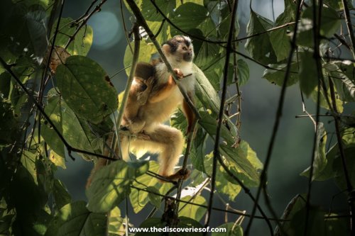 Drake Bay Travel Guide: The Jewel of Costa Rica’s Osa Peninsula