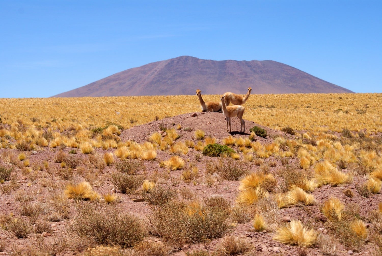 Why is the Atacama Desert a Must-Visit Destination? Geysers and Salt Flats Await