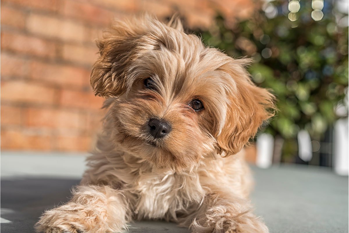 Cavapoochon: 7 Things You Need to Know