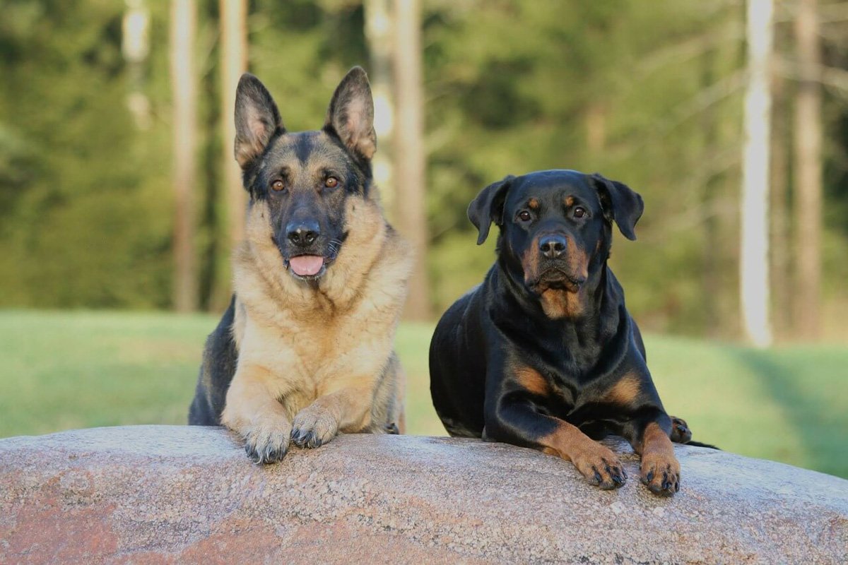 German Shepherd Rottweiler Mix (2022) | Everything You Need to Know about the Shepweiler