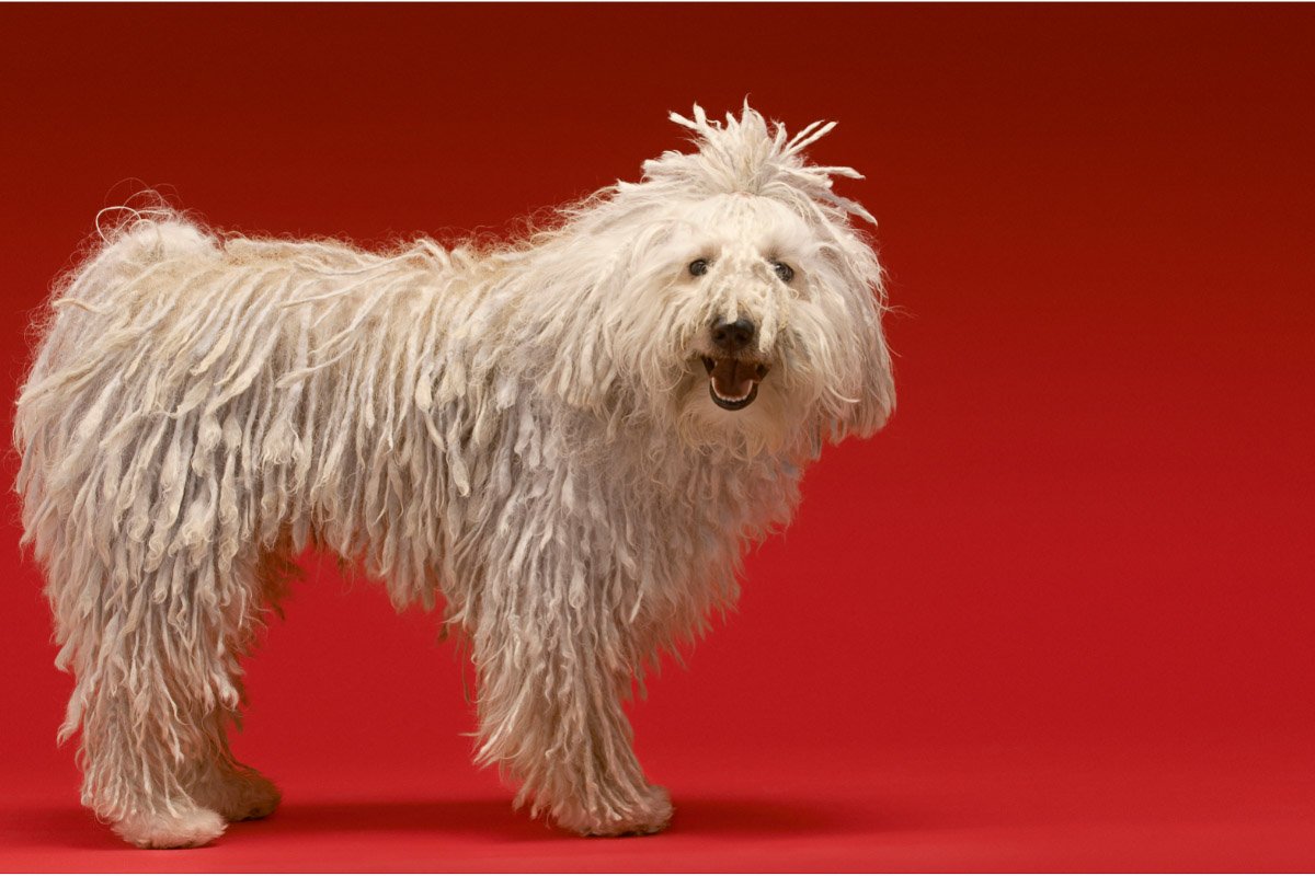 29 Fluffy Big Dog Breeds You’ll Absolutely Adore
