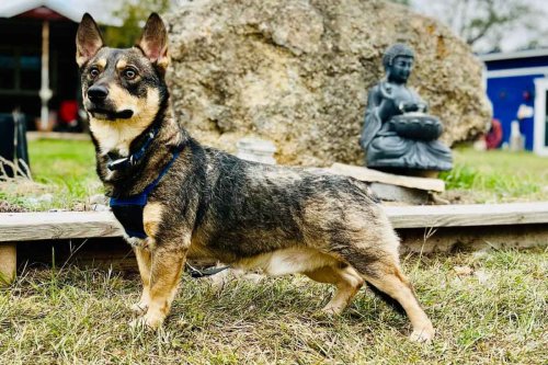 Meet the Dog With a Herder's Brain, a Guard Dog's Instincts, and Legs That Don't Match Either