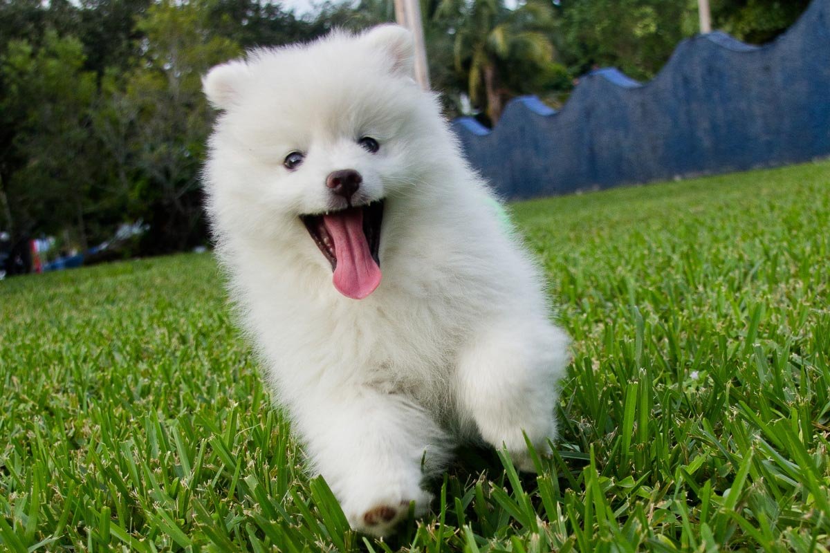 Beautiful Big White Dog Breeds You ll Love Flipboard
