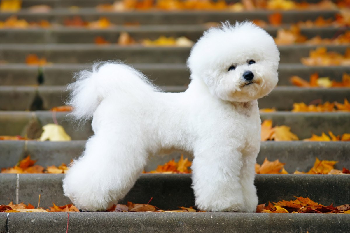 27 Most Beautiful Dog Breeds You’ll Adore
