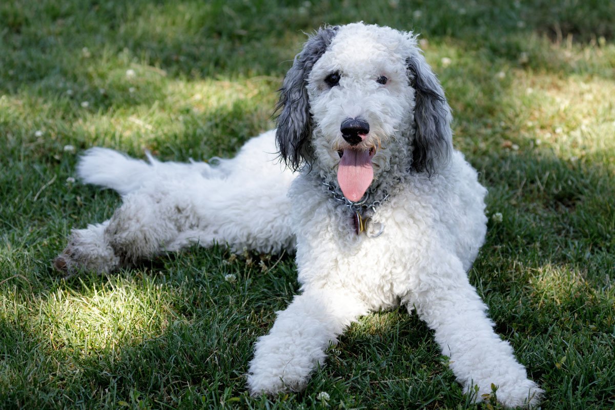 Bernese Mountain Dog Poodle Mix | Everything You Need to Know about the Bernedoodle