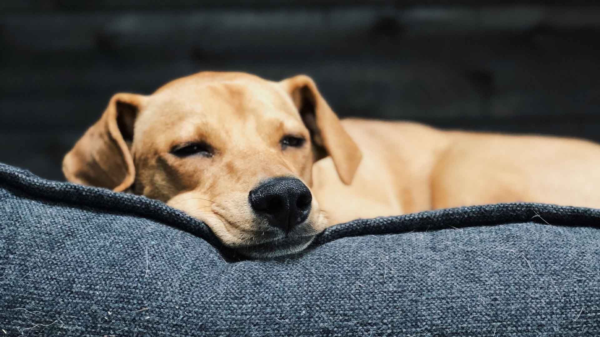 15 Best Durable Dog Beds (2021) I Dog Snobs