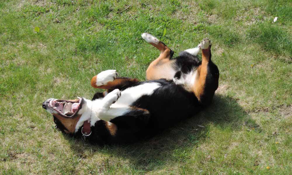 Why Do Dogs Roll On Their Backs and Wiggle? (2023) 7 Reasons