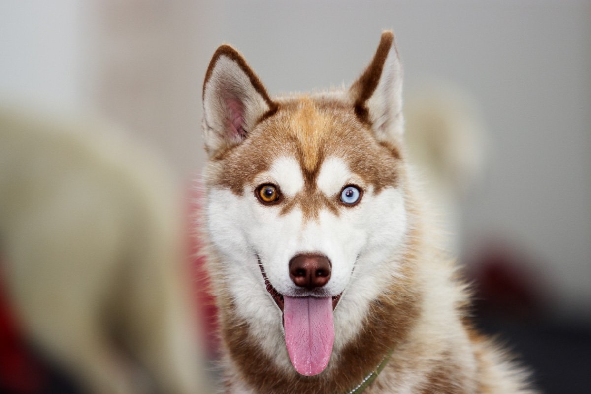 10 Best Dog Food For Huskies Options 2022: Reviews & Buyer’s Guide
