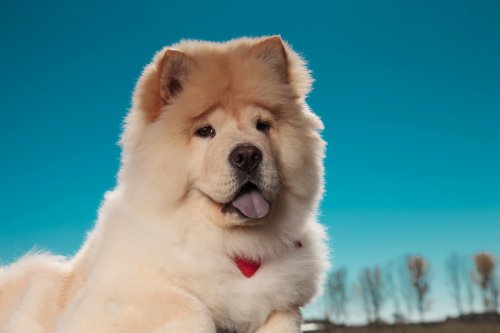 Chow Chow Husky: 20 Things all Owners Should Know