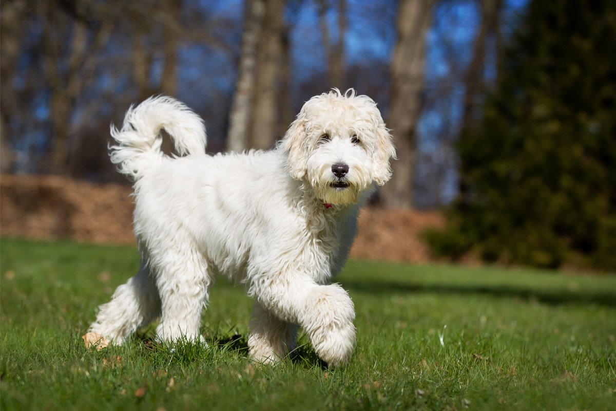 Labradoodle Temperament: 9 Key Things You Need to Know